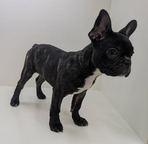 フレンチブルドッグ