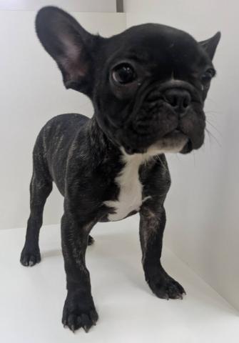フレンチブルドッグ