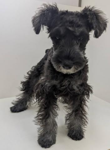 ミニチュアシュナウザー