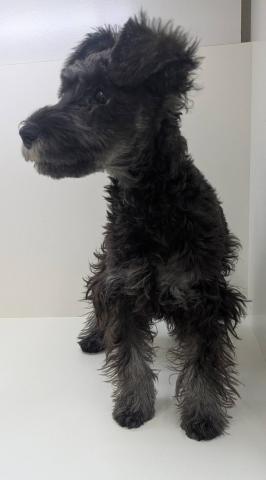 ミニチュアシュナウザー