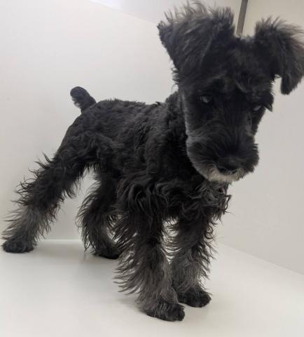 ミニチュアシュナウザー