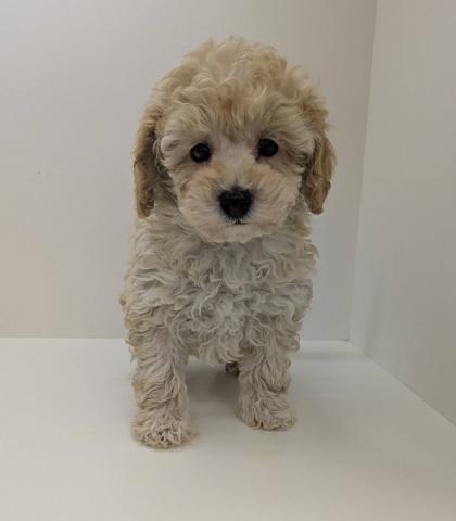 トイプードル
