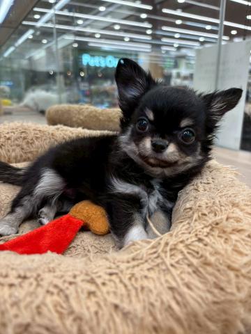 チワワ（ロングコート）