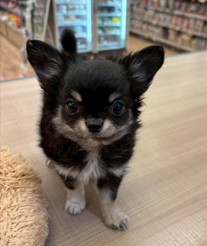 チワワ（ロングコート）