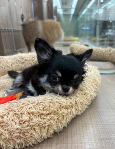 チワワ（ロングコート）