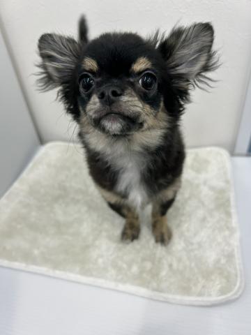 和歌山県のチワワ(ロング) (ペットアミ 那賀店/2025年11月26日生まれ/男の子/ブラックタン)の子犬