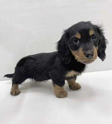 和歌山県のミニチュアダックスフンド(ロング) (ペットアミ 那賀店/2025年11月22日生まれ/男の子/ブラックタン)の子犬の1枚目の画像