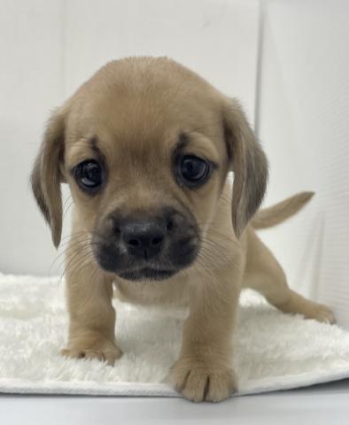 和歌山県のハーフ犬・ミックス犬 (ペットアミ 那賀店/2026年1月10日生まれ/女の子/その他色)の子犬の1枚目の画像