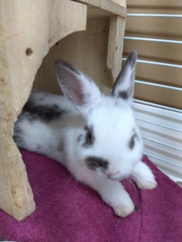 ミニウサギ