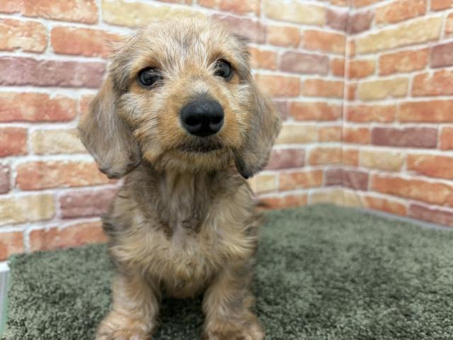 石川県のミニチュアダックスフンド(ワイヤー) (ペットアミ 津幡店/2026年1月18日生まれ/男の子/レッドダップル)の子犬の1枚目の画像