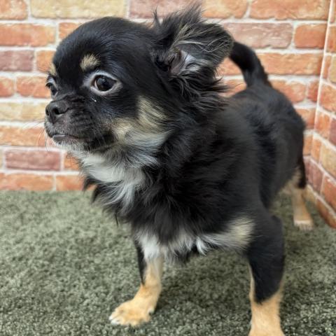 石川県のチワワ(ロング) (ペットアミ 津幡店/2025年9月13日生まれ/男の子/ブラックタンホワイト)の子犬の2枚目の画像