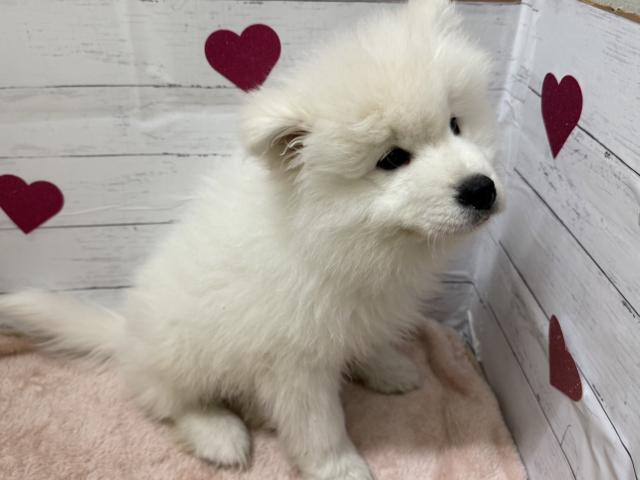 群馬県のサモエド (ペットアミ 前橋店/2025年12月23日生まれ/男の子/ホワイト)の子犬の1枚目の画像