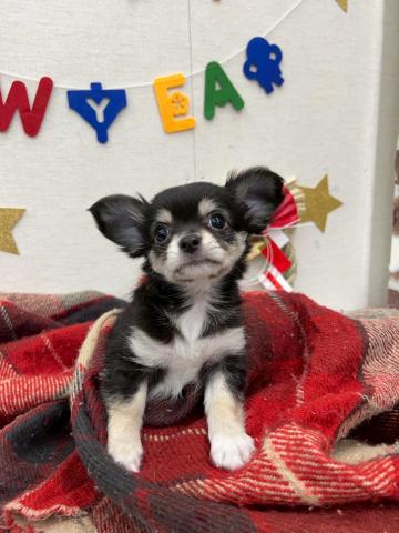 秋田県のチワワ(ロング) (ペットアミ 能代東インター店/2025年11月21日生まれ/女の子/ブラックタン)の子犬の2枚目の画像