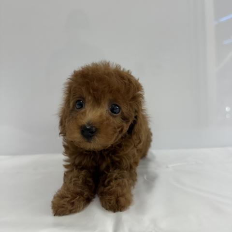 大阪府のトイプードル(トイ) (NICO PET Select 和泉中央店/2026年1月30日生まれ/女の子/レッド)の子犬の1枚目の画像