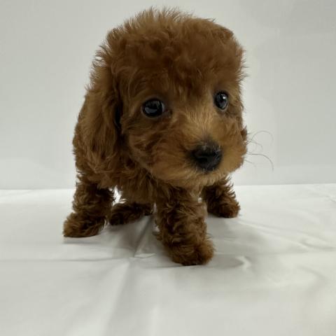 大阪府のトイプードル(トイ) (NICO PET Select 和泉中央店/2026年1月30日生まれ/女の子/レッド)の子犬の4枚目の画像