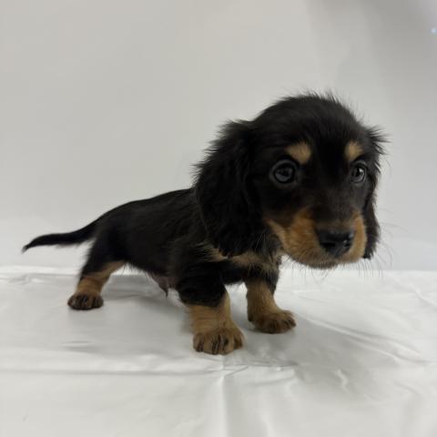 大阪府のミニチュアダックスフンド(ロング) (NICO PET Select 和泉中央店/2026年1月31日生まれ/男の子/ブラックタン)の子犬の1枚目の画像