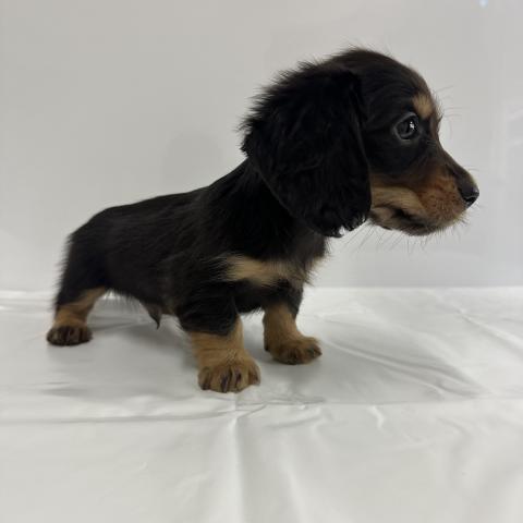 大阪府のミニチュアダックスフンド(ロング) (NICO PET Select 和泉中央店/2026年1月31日生まれ/男の子/ブラックタン)の子犬の2枚目の画像