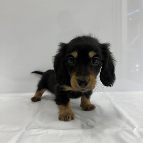 大阪府のミニチュアダックスフンド(ロング) (NICO PET Select 和泉中央店/2026年1月31日生まれ/男の子/ブラックタン)の子犬の4枚目の画像