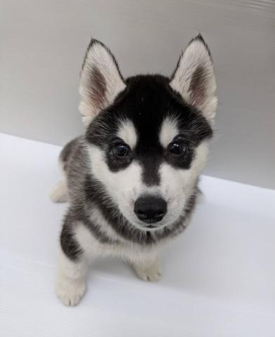 宮城県のシベリアンハスキー (ペットアミ 佐沼店/2025年12月20日生まれ/男の子/ブラックホワイト)の子犬の1枚目の画像