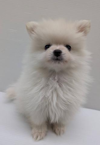 宮城県のポメラニアン (ペットアミ 佐沼店/2025年12月27日生まれ/男の子/クリーム)の子犬の1枚目の画像