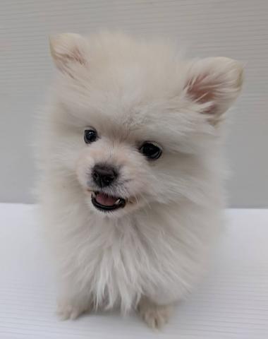 宮城県のポメラニアン (ペットアミ 佐沼店/2025年12月27日生まれ/男の子/クリーム)の子犬の4枚目の画像