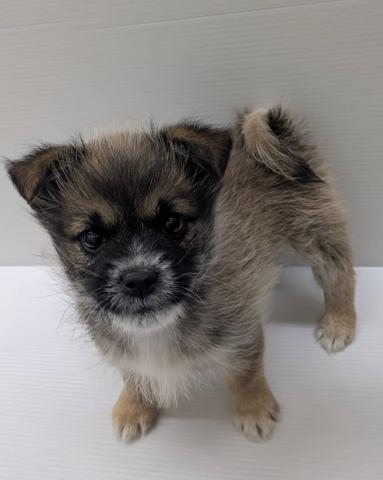 宮城県のハーフ犬・ミックス犬 (ペットアミ 佐沼店/2025年11月1日生まれ/男の子/ブラウン)の子犬の1枚目の画像