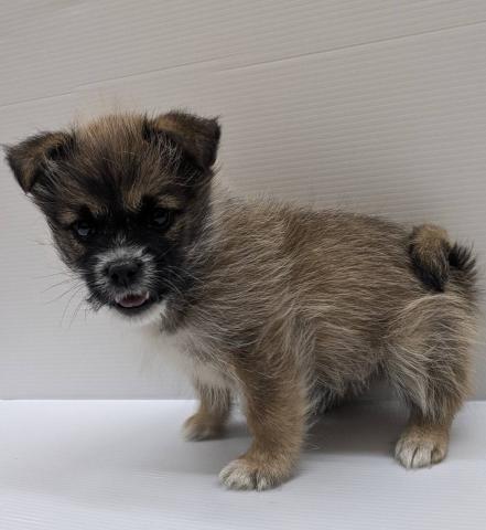 宮城県のハーフ犬・ミックス犬 (ペットアミ 佐沼店/2025年11月1日生まれ/男の子/ブラウン)の子犬の3枚目の画像