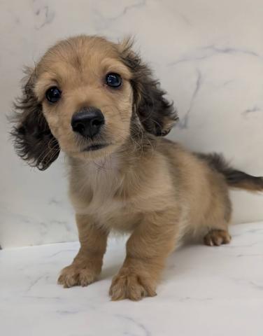 宮城県のミニチュアダックスフンド(ロング) (ペットアミ 佐沼店/2026年1月22日生まれ/男の子/レッド)の子犬の1枚目の画像