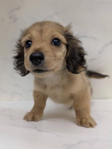 宮城県のミニチュアダックスフンド(ロング) (ペットアミ 佐沼店/2026年1月22日生まれ/男の子/レッド)の子犬の2枚目の画像