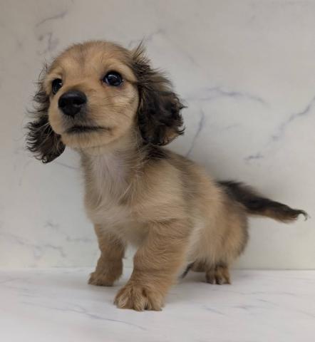 宮城県のミニチュアダックスフンド(ロング) (ペットアミ 佐沼店/2026年1月22日生まれ/男の子/レッド)の子犬の3枚目の画像