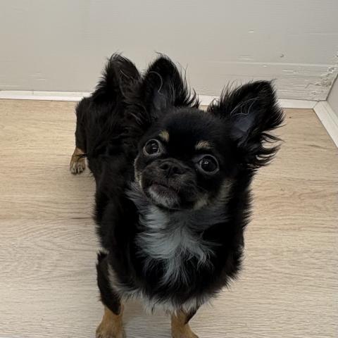 石川県のチワワ(ロング) (ペットアミ 津幡店/2025年9月13日生まれ/男の子/ブラックタンホワイト)の子犬の1枚目の画像