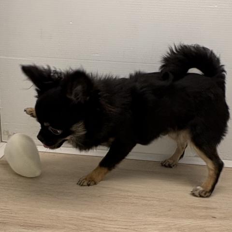 石川県のチワワ(ロング) (ペットアミ 津幡店/2025年9月13日生まれ/男の子/ブラックタンホワイト)の子犬の2枚目の画像