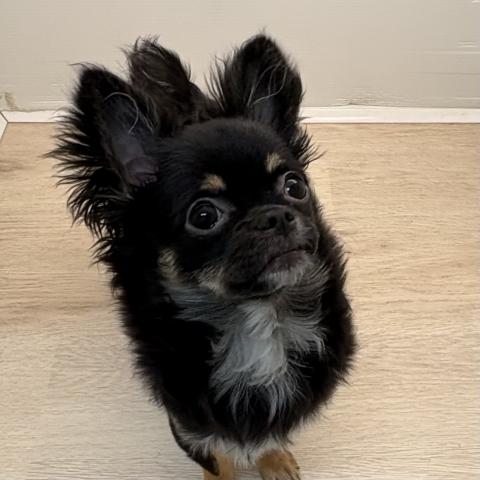 石川県のチワワ(ロング) (ペットアミ 津幡店/2025年9月13日生まれ/男の子/ブラックタンホワイト)の子犬の4枚目の画像