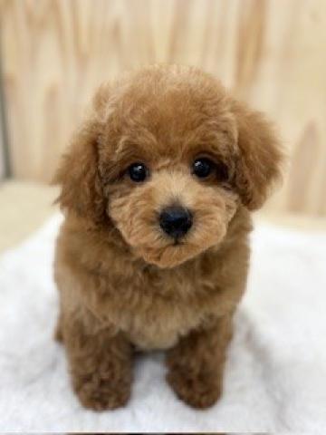 新潟県のトイプードル(トイ) (ペットアミ 柏崎店/2026年1月25日生まれ/男の子/レッド)の子犬の1枚目の画像