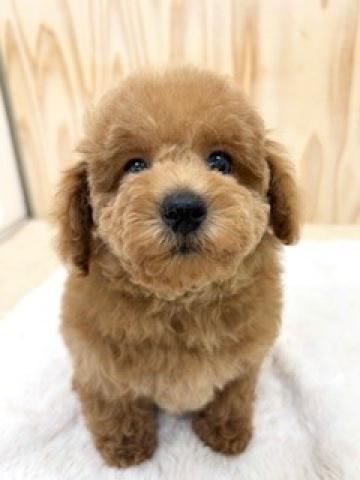 新潟県のトイプードル(トイ) (ペットアミ 柏崎店/2026年1月25日生まれ/男の子/レッド)の子犬の2枚目の画像