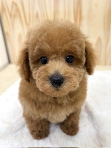 新潟県のトイプードル(トイ) (ペットアミ 柏崎店/2026年1月25日生まれ/男の子/レッド)の子犬の4枚目の画像