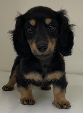 三重県のミニチュアダックスフンド(ロング) (ペットアミ 明和店/2026年1月22日生まれ/女の子/ブラックタン)の子犬の1枚目の画像