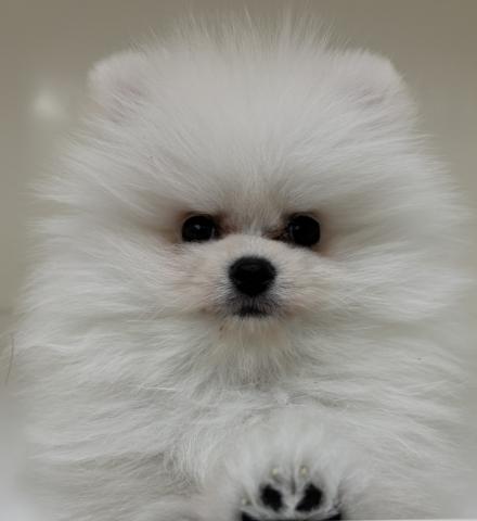 三重県のポメラニアン (ペットアミ 明和店/2026年1月24日生まれ/男の子/クリーム)の子犬の1枚目の画像