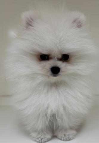 三重県のポメラニアン (ペットアミ 明和店/2026年1月24日生まれ/男の子/クリーム)の子犬の2枚目の画像