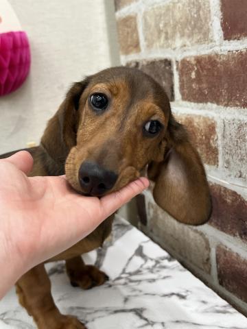 スタンダードダックスフンド