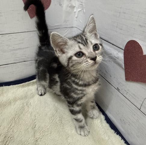 2026年1月29日生まれのアメリカンショートヘアー