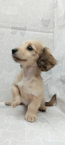 富山県のミニチュアダックスフンド(ロング) (ペットアミ宮野店/2026年1月31日生まれ/女の子/シェーデットイエロー)の子犬の2枚目の画像