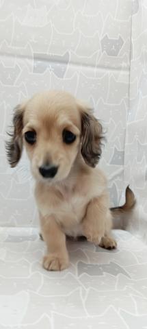 富山県のミニチュアダックスフンド(ロング) (ペットアミ宮野店/2026年1月31日生まれ/女の子/シェーデットイエロー)の子犬の3枚目の画像