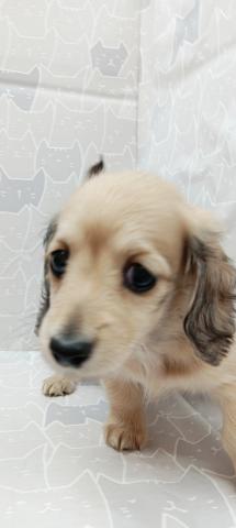 富山県のミニチュアダックスフンド(ロング) (ペットアミ宮野店/2026年1月31日生まれ/女の子/シェーデットイエロー)の子犬の4枚目の画像