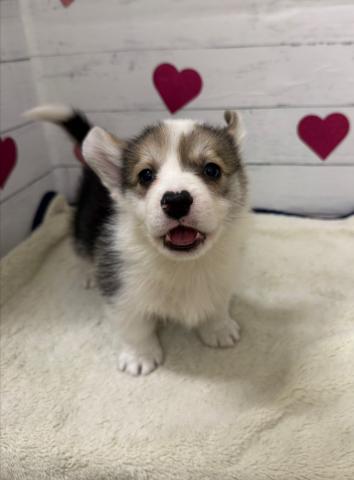 群馬県のウェルシュコーギーペンブローク (ペットアミ 前橋店/2026年2月1日生まれ/男の子/ブラックタンホワイト)の子犬の1枚目の画像