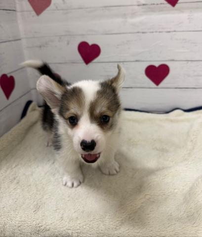 群馬県のウェルシュコーギーペンブローク (ペットアミ 前橋店/2026年2月1日生まれ/男の子/ブラックタンホワイト)の子犬の3枚目の画像