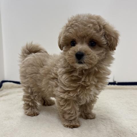 三重県のハーフ犬・ミックス犬 (ペットアミ 松阪店/2026年1月3日生まれ/男の子/アプリコット)の子犬の1枚目の画像