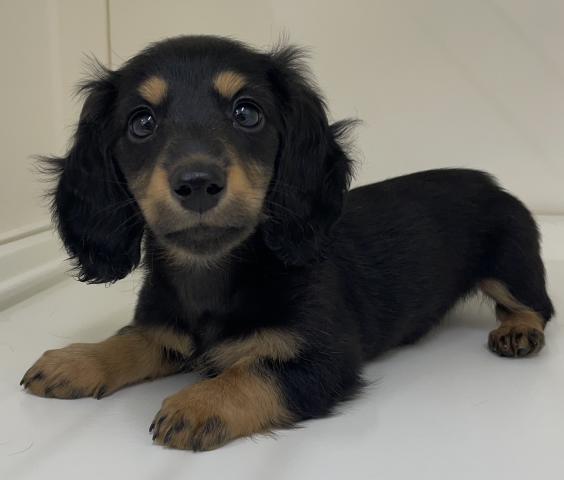 三重県のミニチュアダックスフンド(ロング) (ペットアミ 明和店/2026年1月22日生まれ/女の子/ブラックタン)の子犬の3枚目の画像