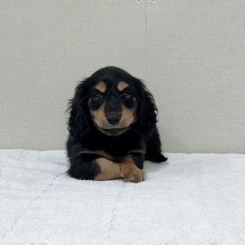 ミニチュアダックスフンド