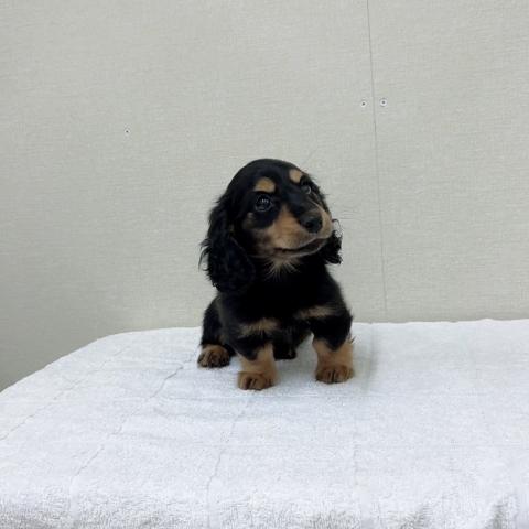 ミニチュアダックスフンド